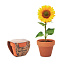 SUNFLOWER Sunflower in terracotta pot