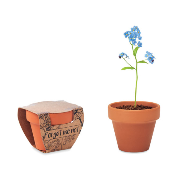 FORGET ME NOT Forget meNot in terracotta pot