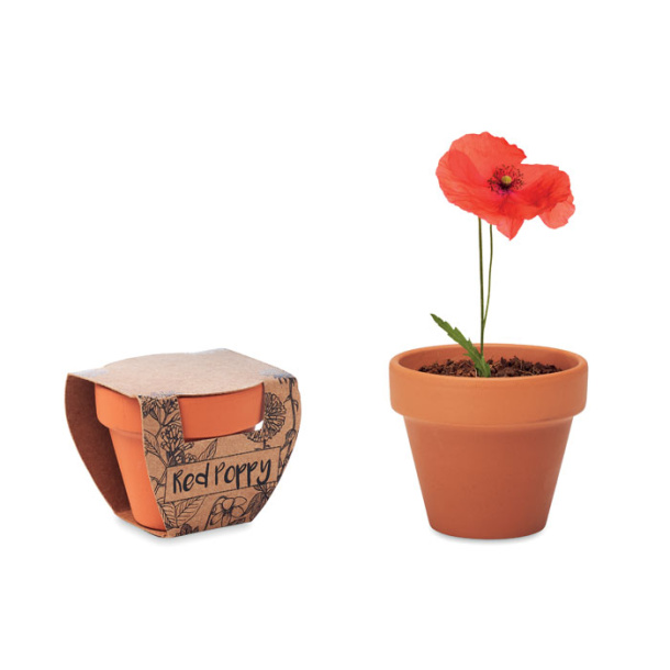 RED POPPY poppy in terracotta pot