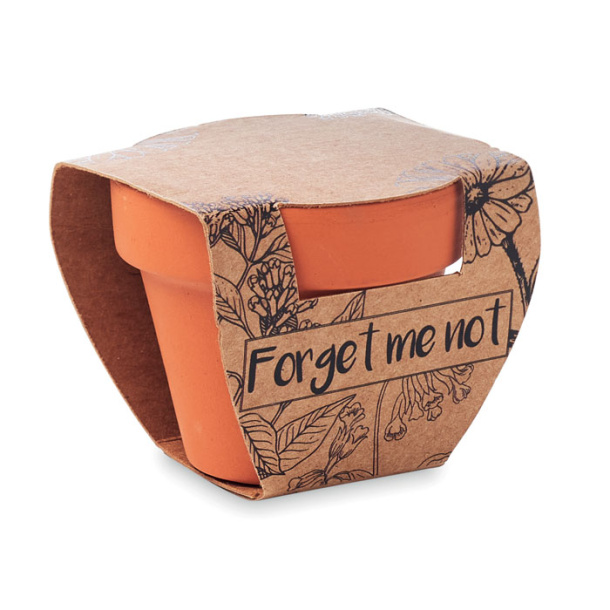 FORGET ME NOT Forget meNot in terracotta pot