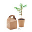 GROWTREE™ Pine tree set