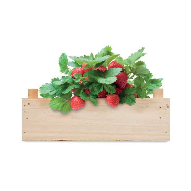 STRAWBERRY Strawberry kit in wooden crate