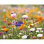 ASIDO A6 wildflower seed paper sheet
