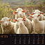  "SEOSKA IDILA" color kalendar