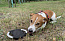 RINGO Dog frisbee